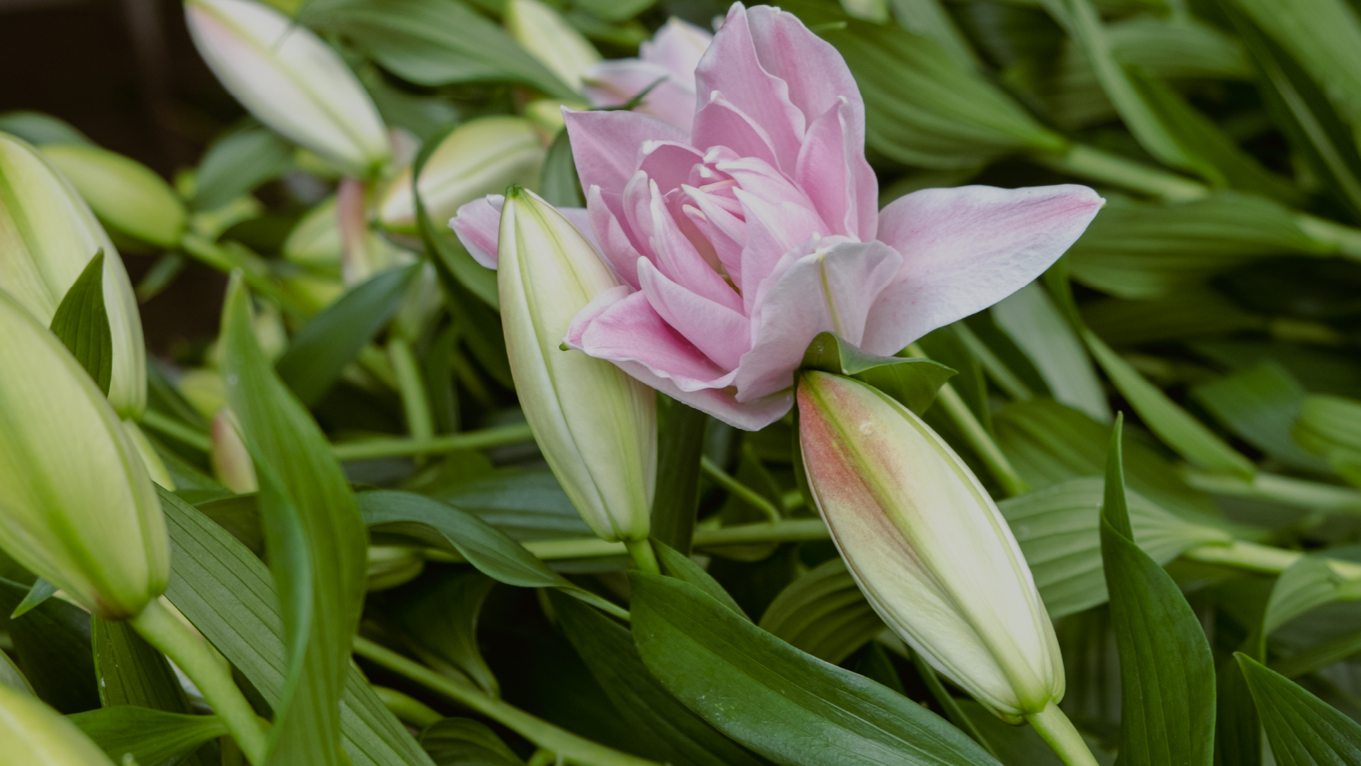 bredefleur lilies artikel