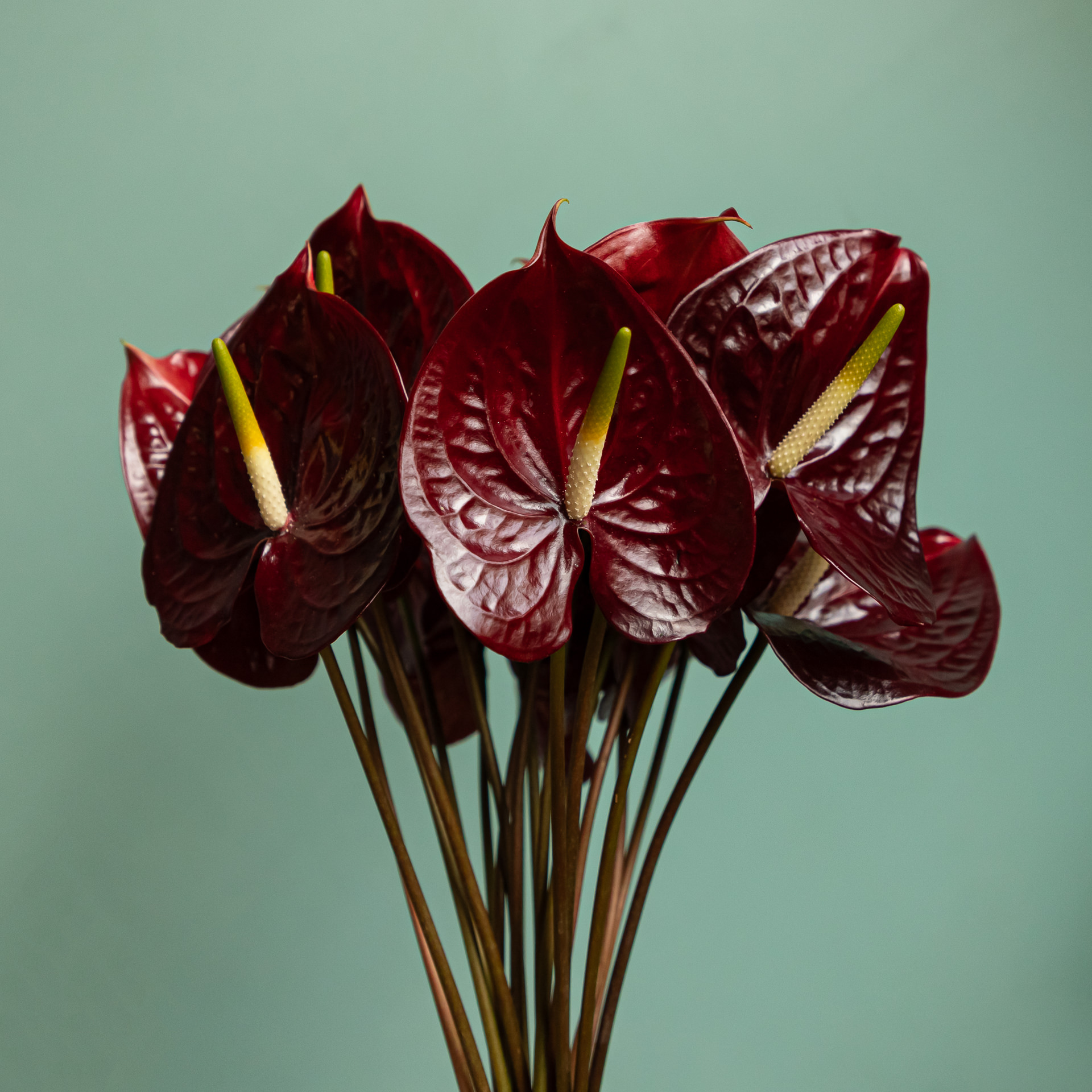 Bloomscape_januari_LR-220