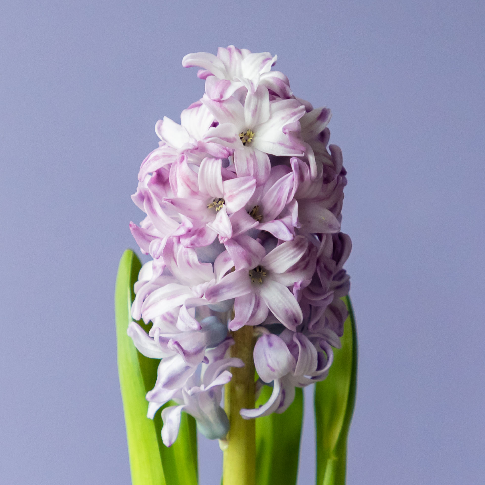 Hyacinth_LR-9