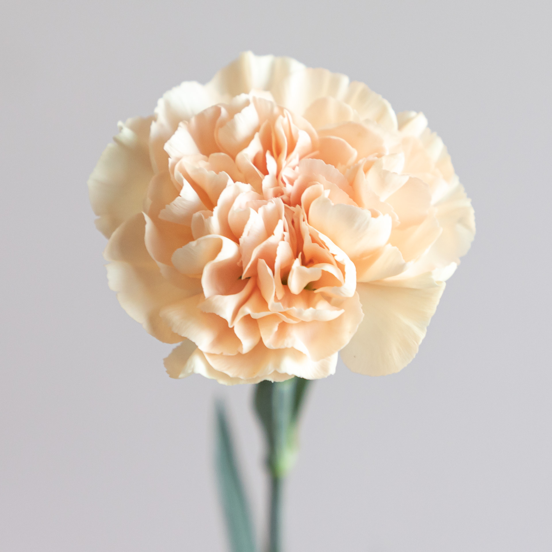 Urban Tane_bloemen_LR-3
