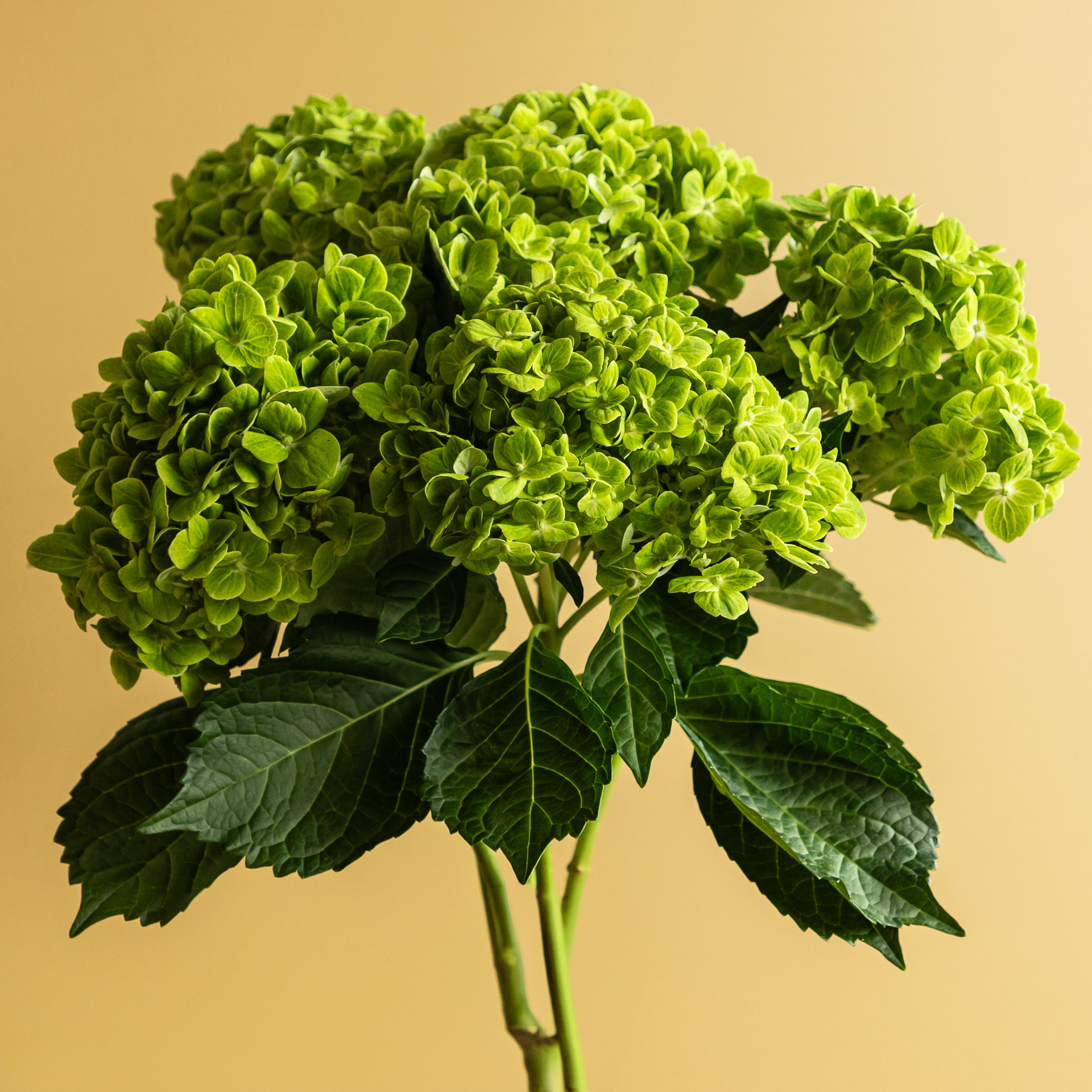 Bloomscape_augustus_LR-90