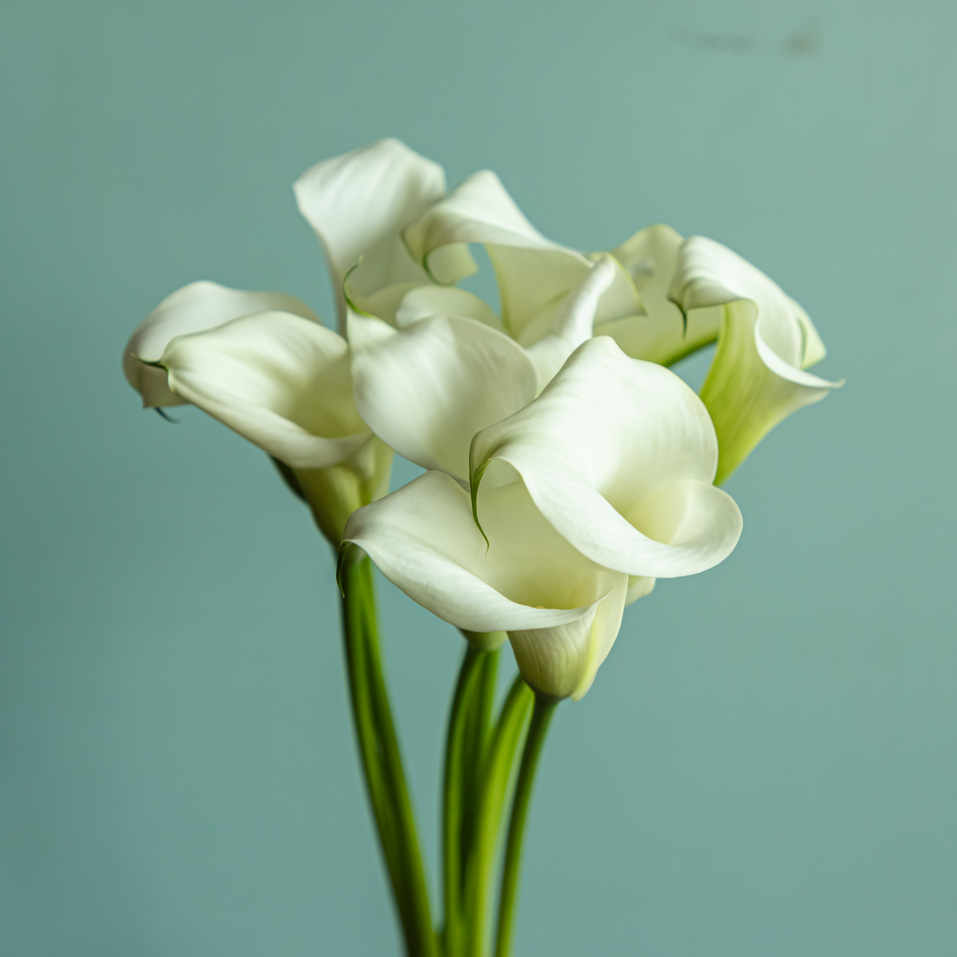 Bloomscape_januari_LR-151