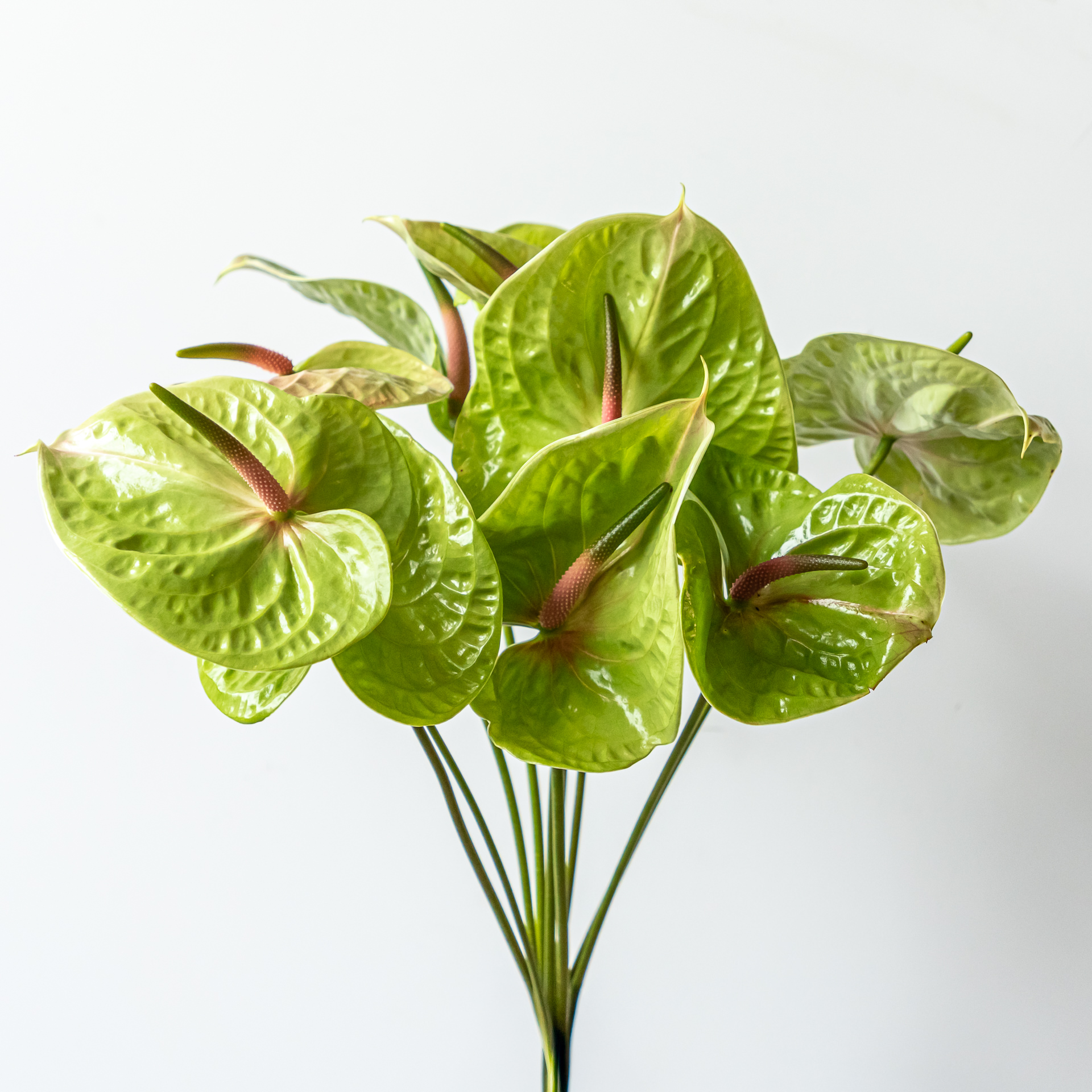 Bloomscape_januari_LR-201