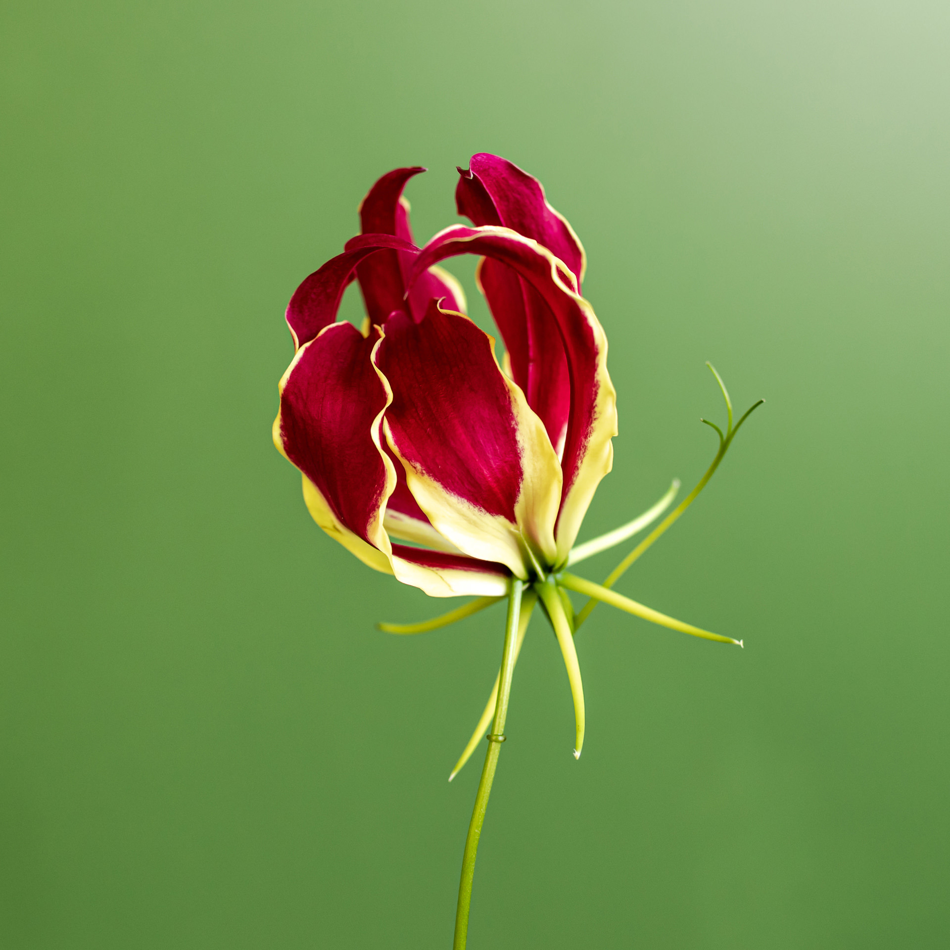 Bright Vivid_bloemen solo_MRTAPR_2023_LR-1