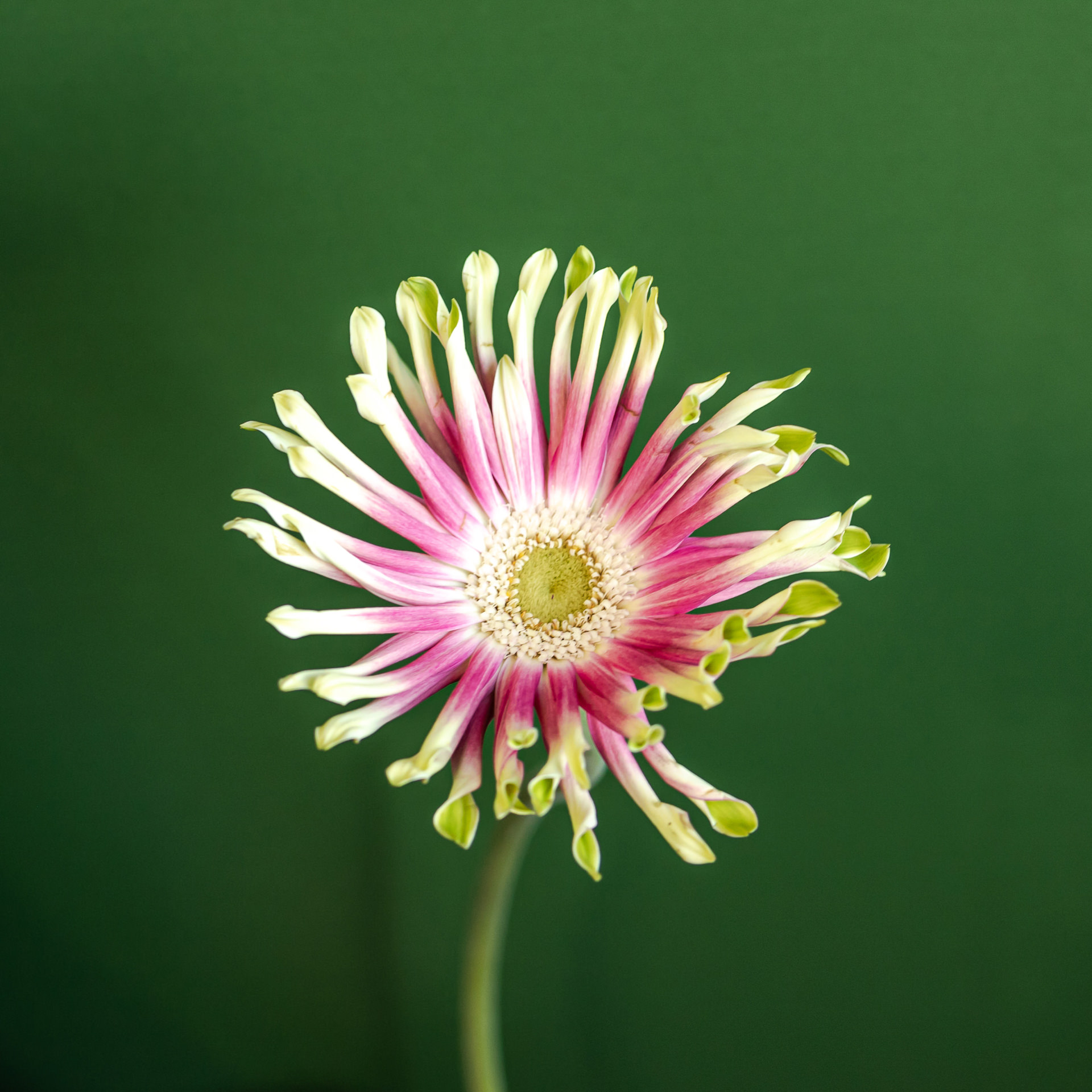 Bright Vivid_bloemen solo_MRTAPR_2023_LR-17
