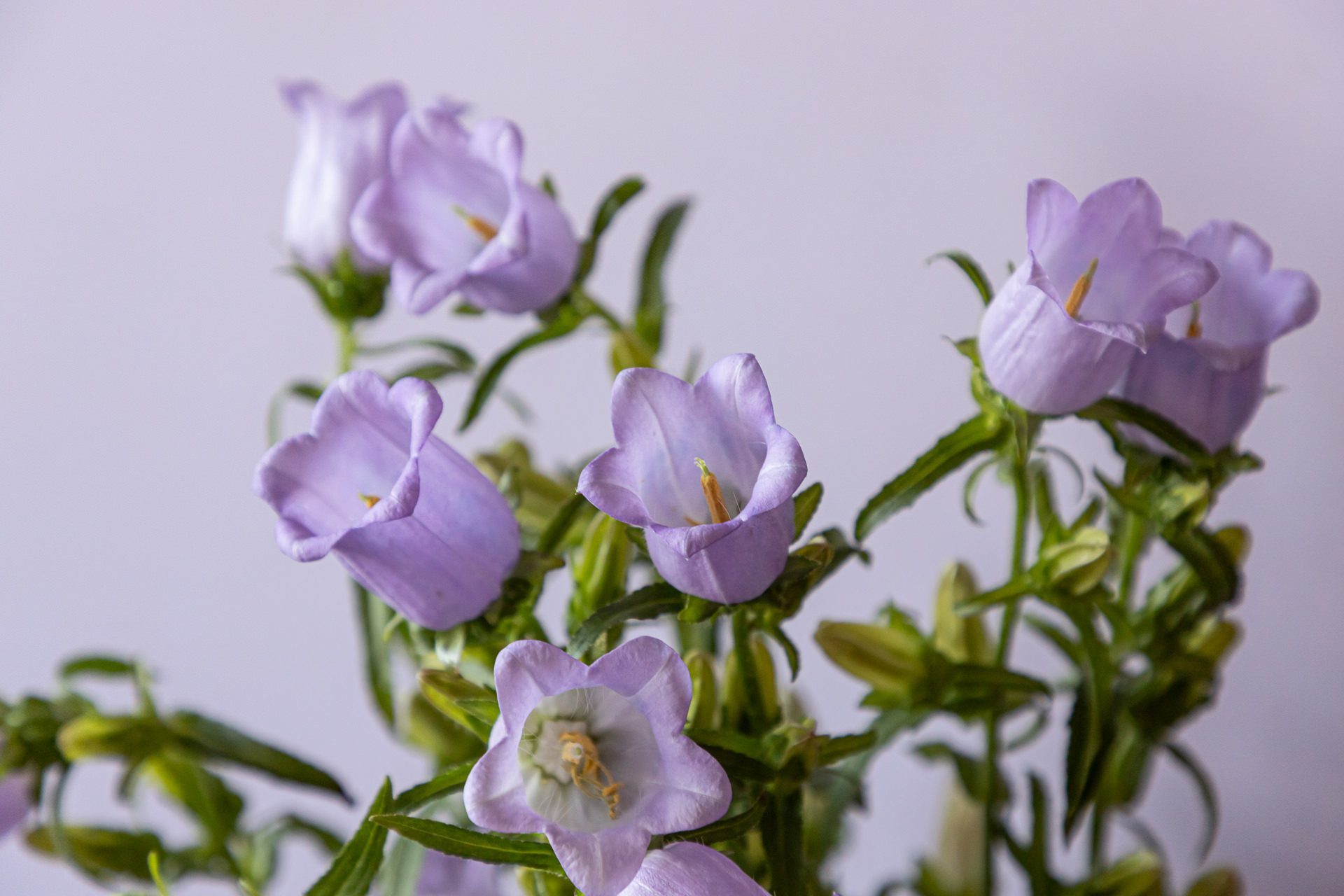 April_Bloomscape_LR-138