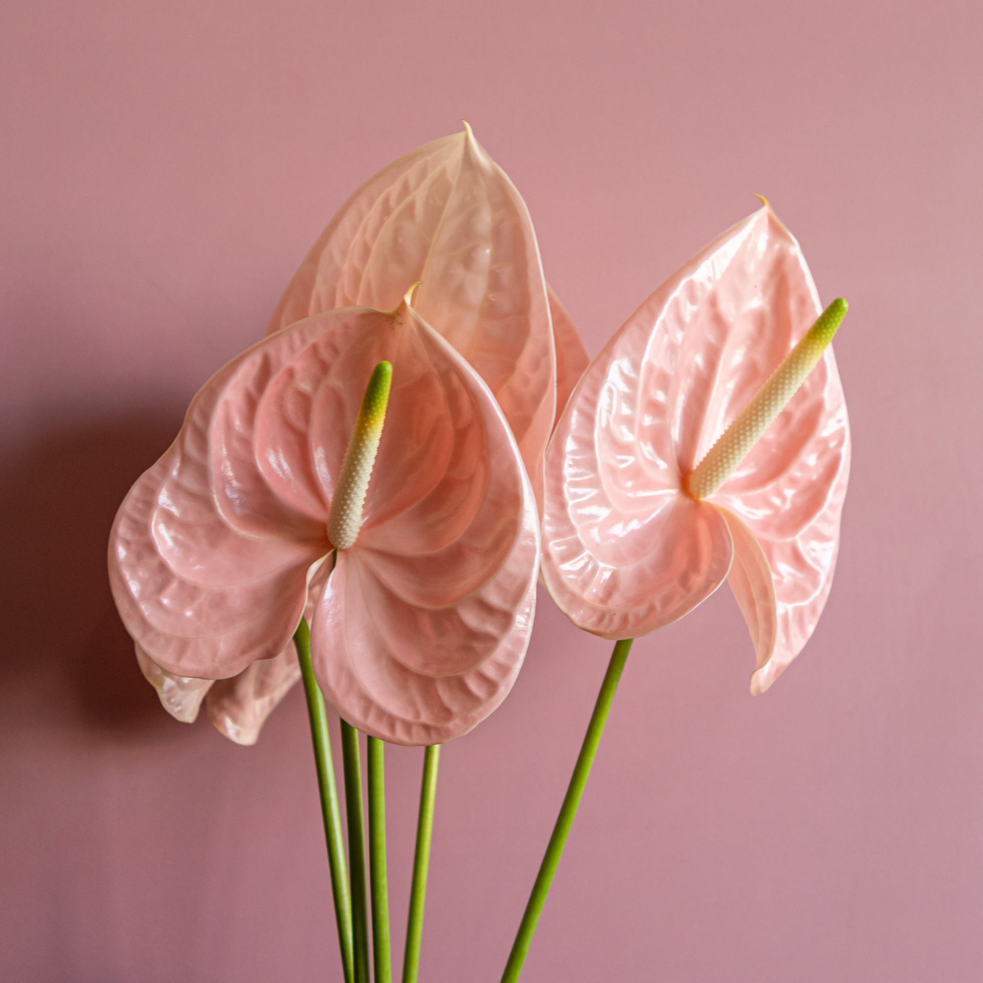 April_Bloomscape_LR-206