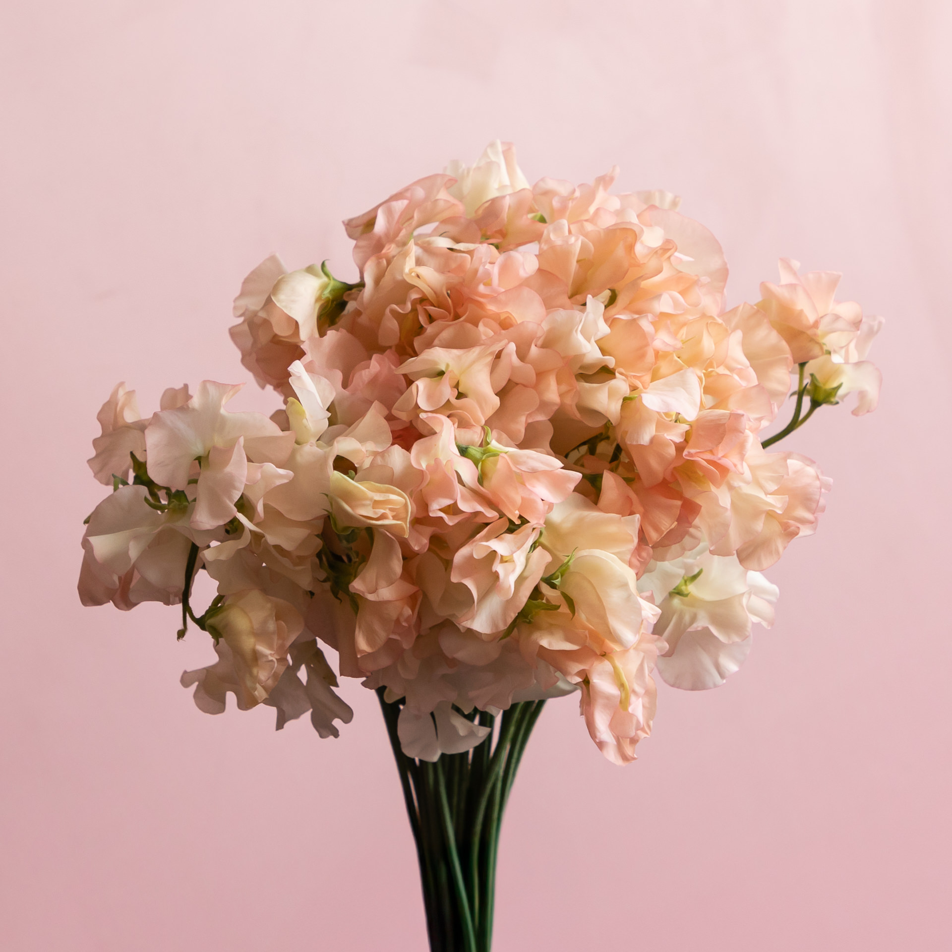 April_Bloomscape_LR-5
