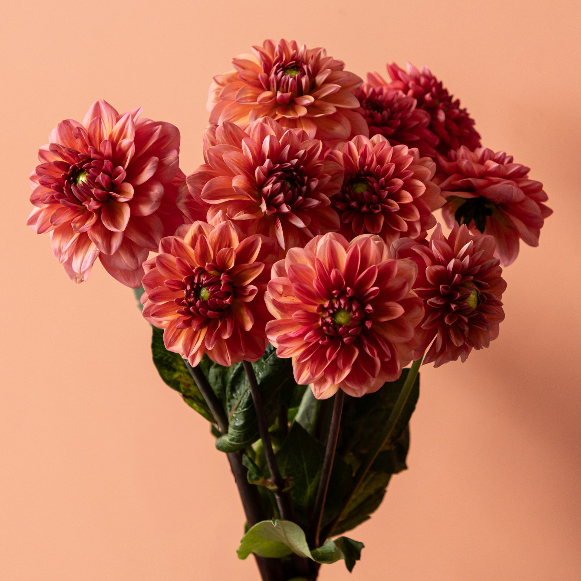 Bloomscape_augustus_LR-1
