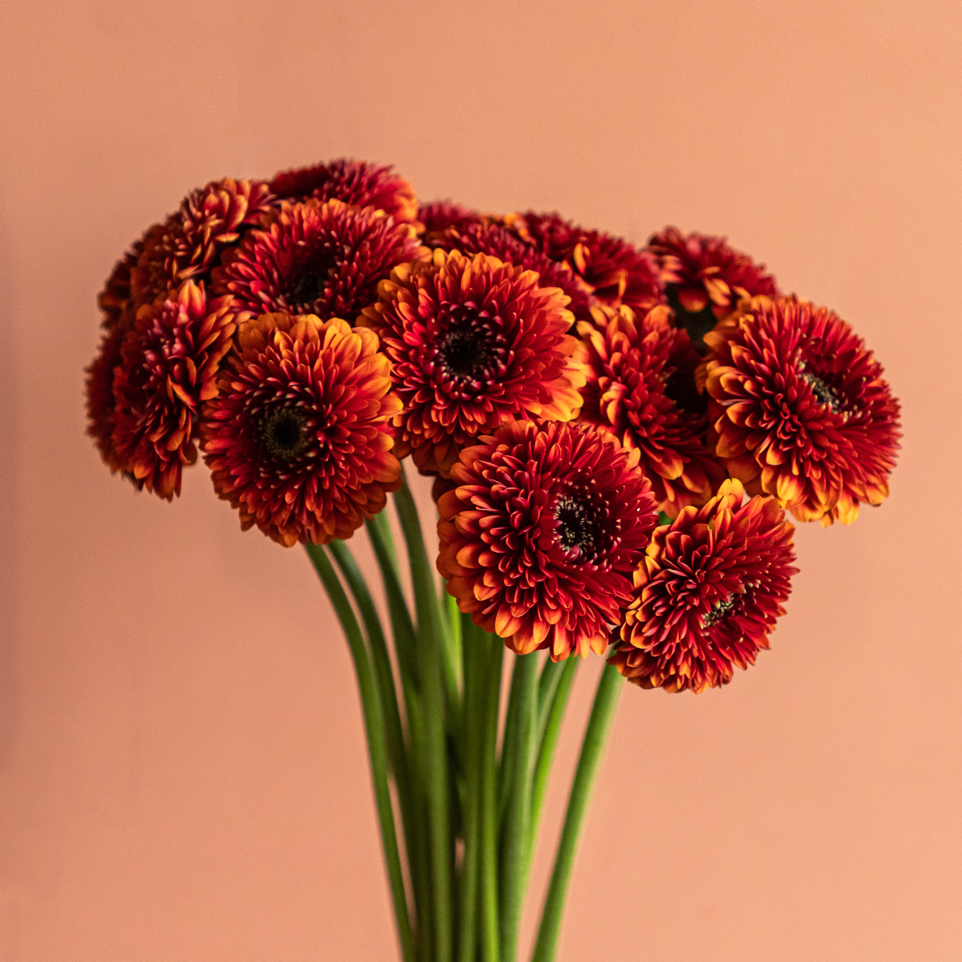 Bloomscape_januari_LR-196