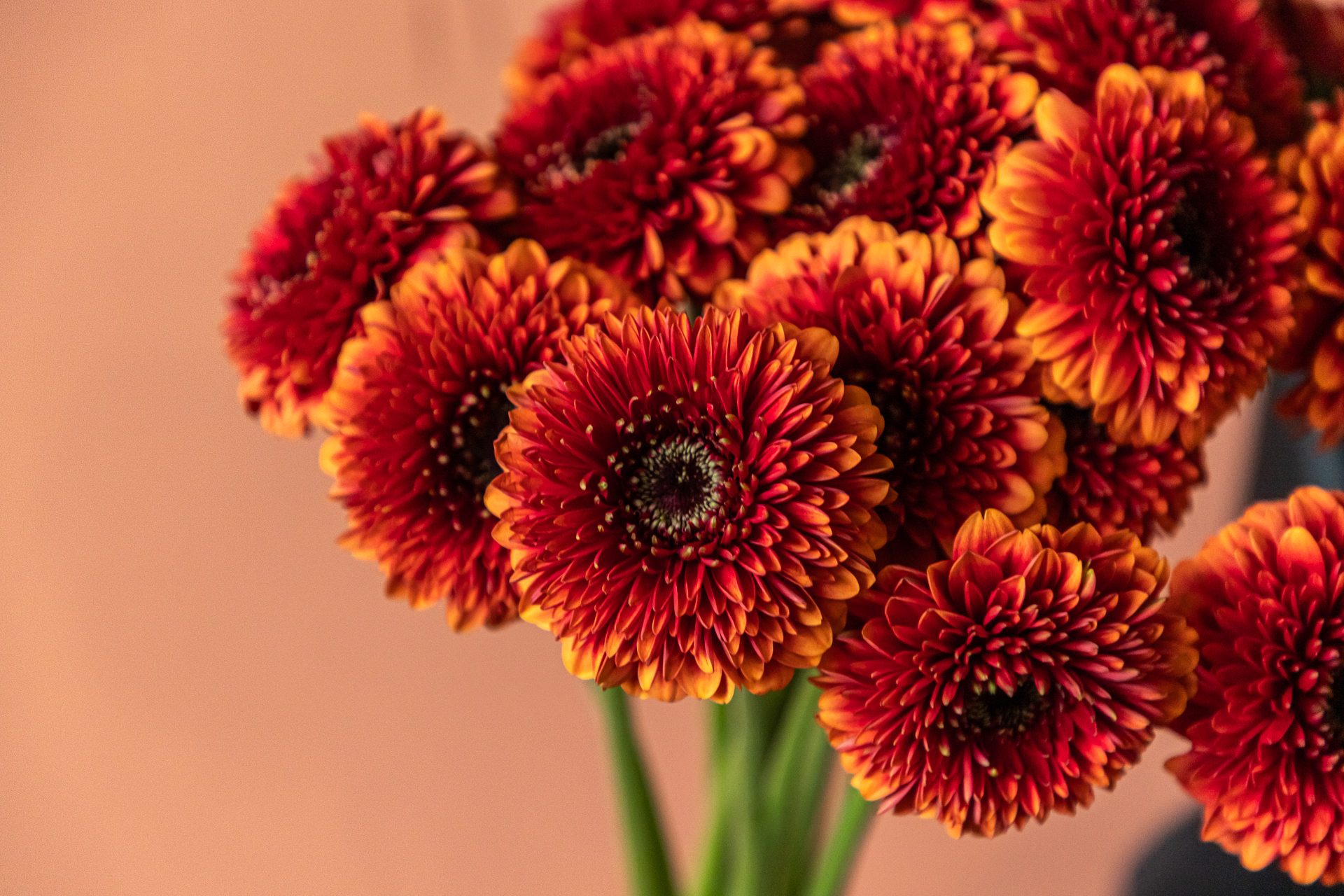 Bloomscape_januari_LR-199