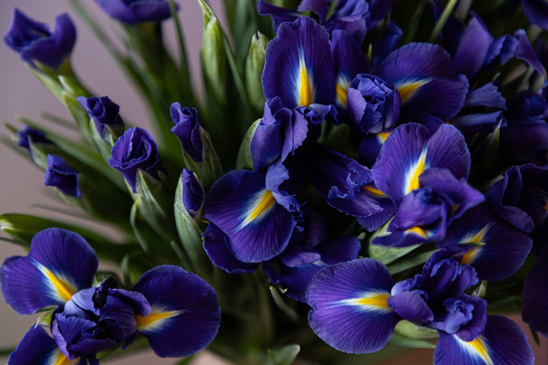 Bloomscape_januari_LR-286