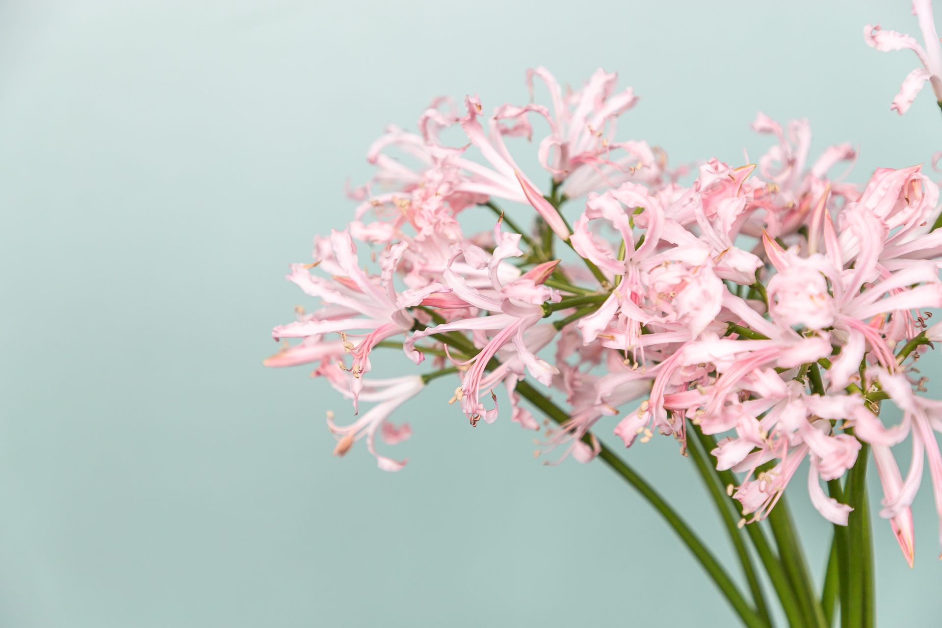 Nerine_light pink_LR-13