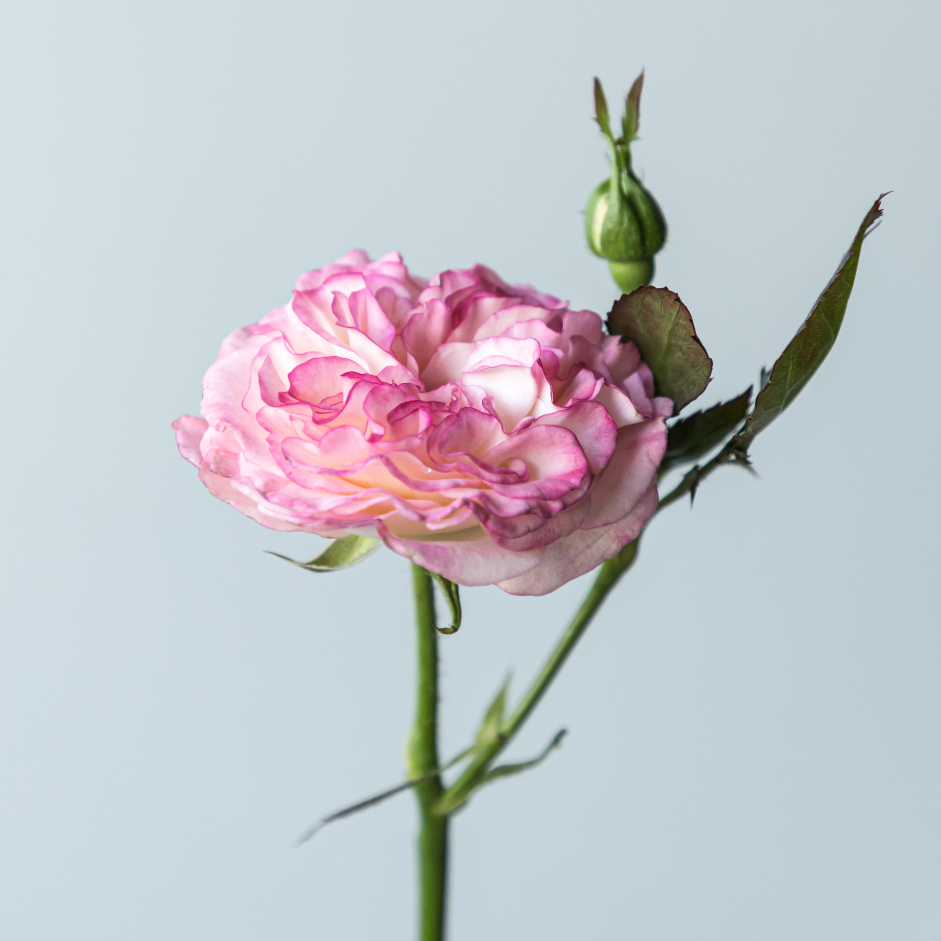Urban Tane_bloemen_MEIJUN_2023_LR-24