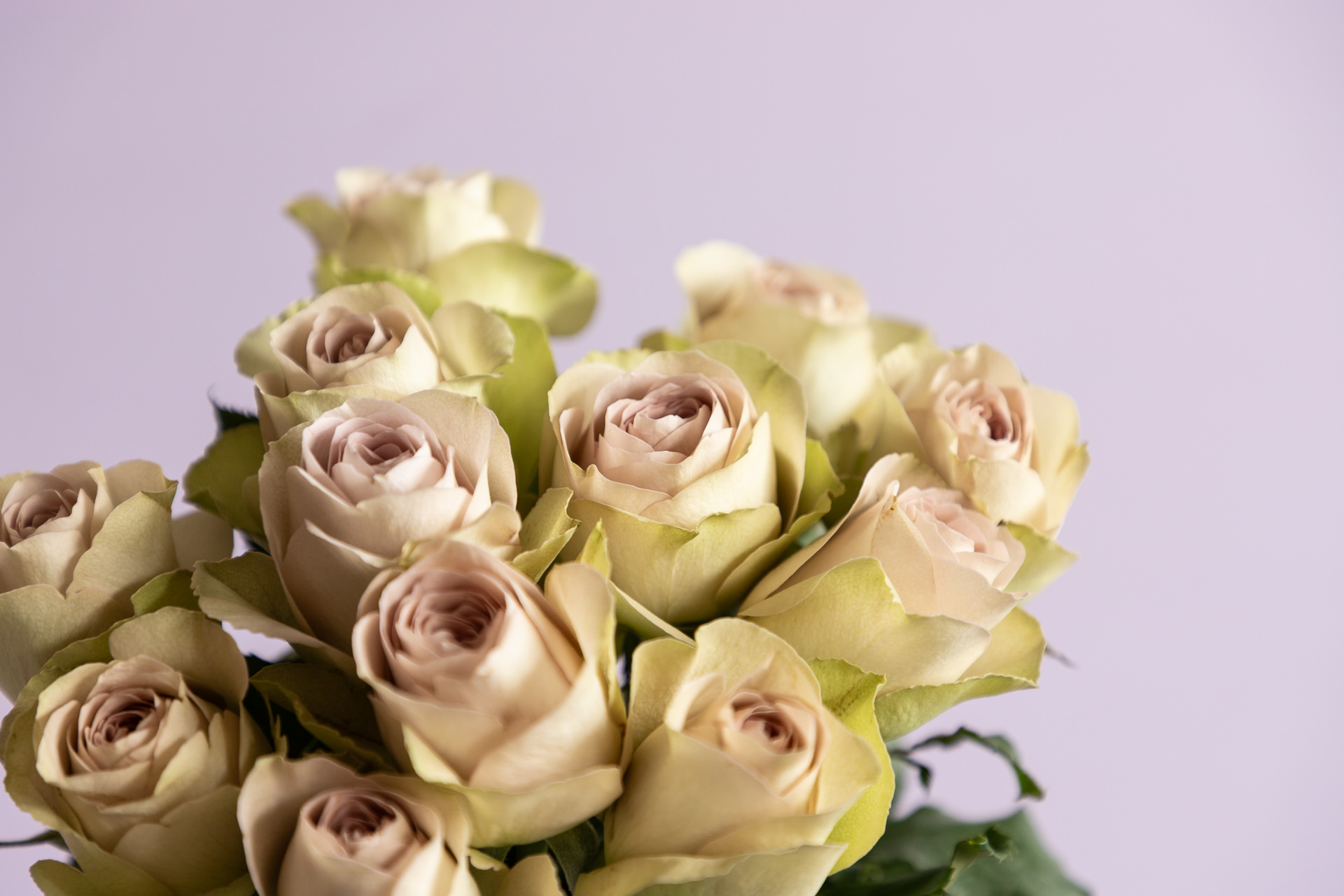 Bloomscape_Juni_2025_LR-33