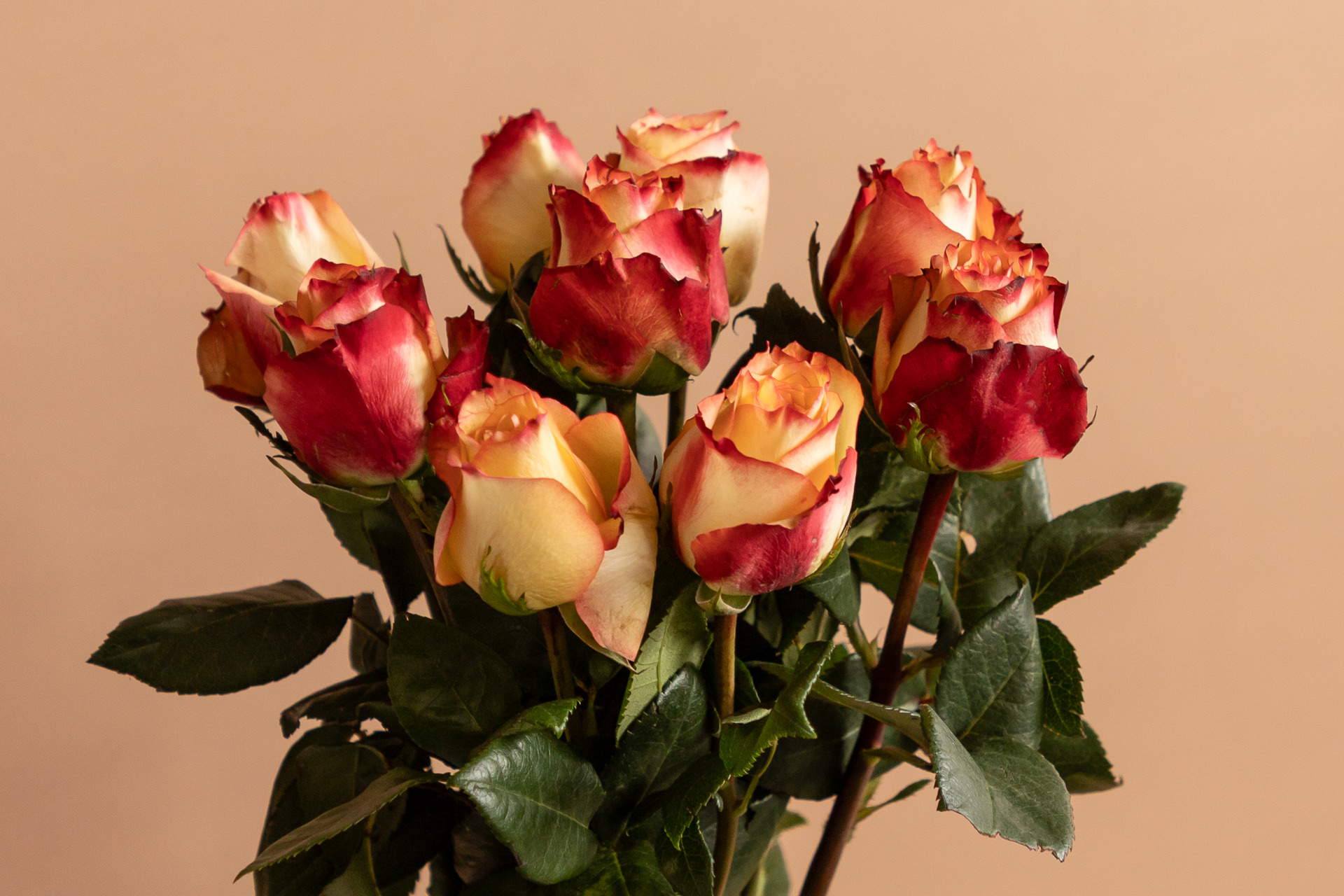 Bloomscape_Juni_2025_LR-42