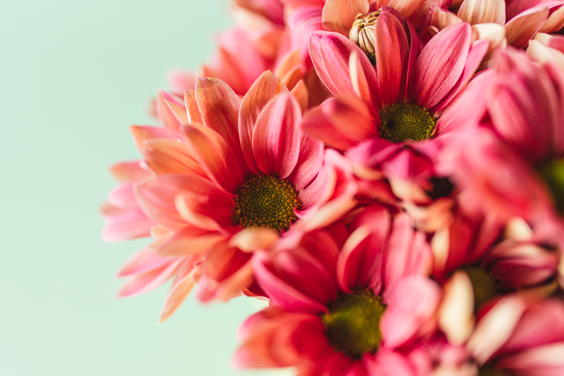 Bright Vivid Zentoo LR-4