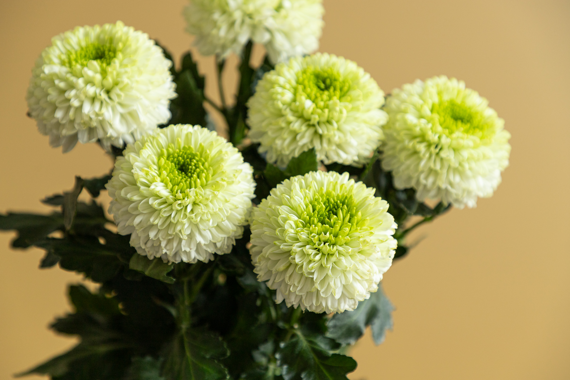 Chrysanthemum_LR-19